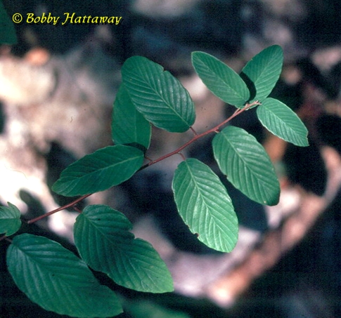 {Berchemia scandens}